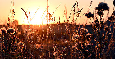 Foto 1. Platz: „Feldrainfoto Weimarer Land“, Sonnenuntergang, © Stefanie Kreißl