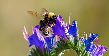 Foto 1. Platz: Hummel auf “Blauer Natternkopf“ © Reinhard Zentner