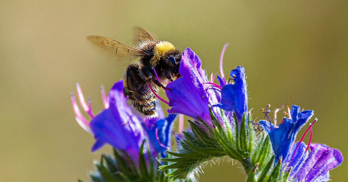 Foto 1. Platz: Hummel auf “Blauer Natternkopf“ © Reinhard Zentner